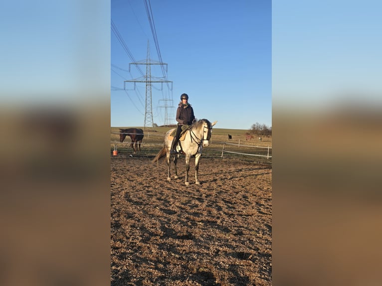 Andalusier Stute 8 Jahre 160 cm Apfelschimmel in Auma-Weidatal