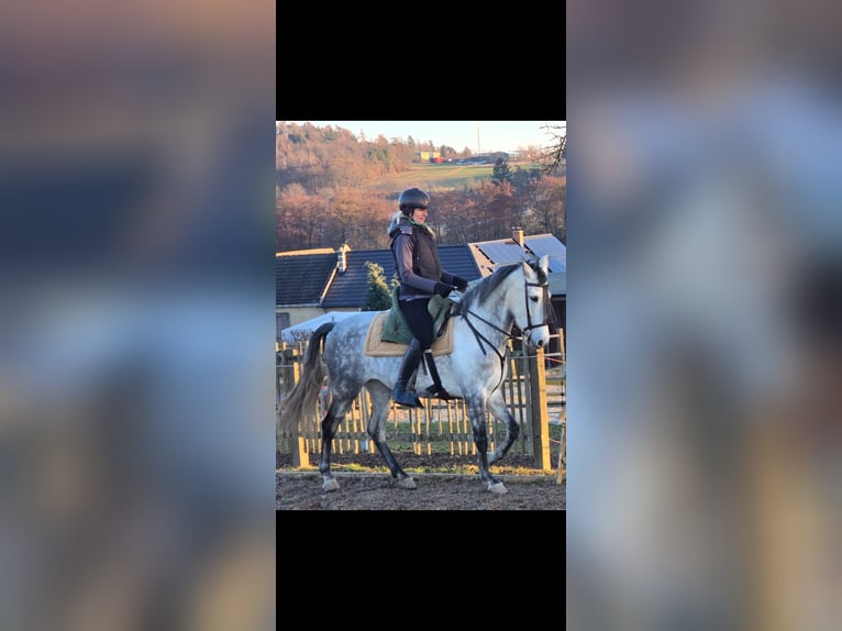 Andalusier Stute 8 Jahre 160 cm Apfelschimmel in Auma-Weidatal