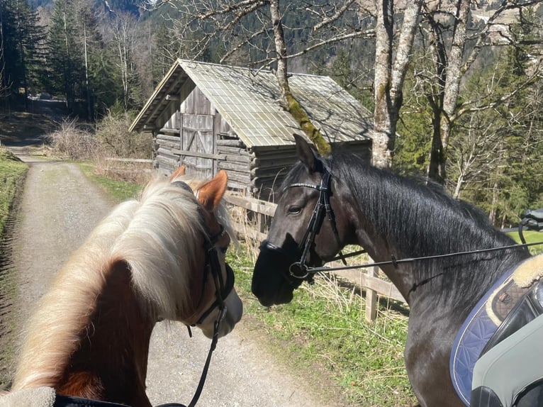 Andalusier Mix Stute 8 Jahre 161 cm Rappe in Brand
