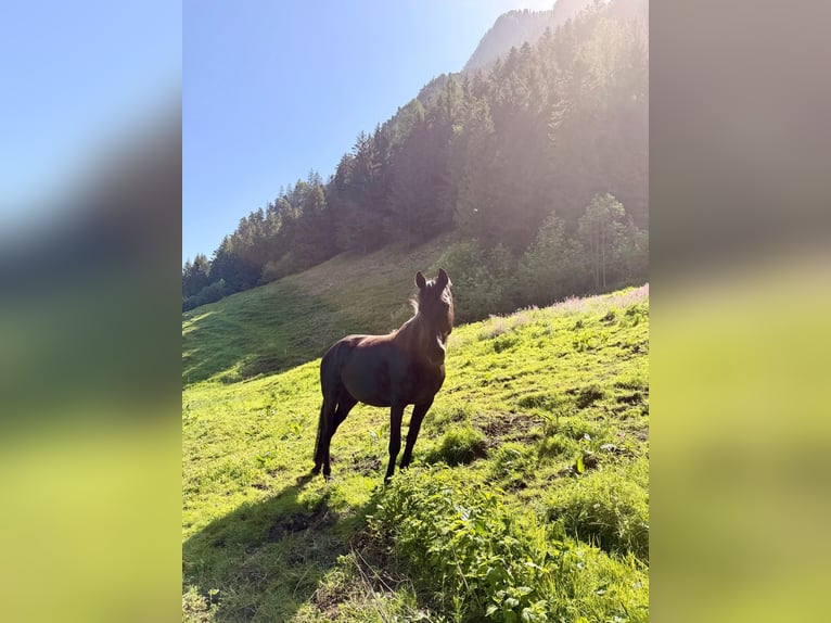 Andalusier Mix Stute 8 Jahre 161 cm Rappe in Brand