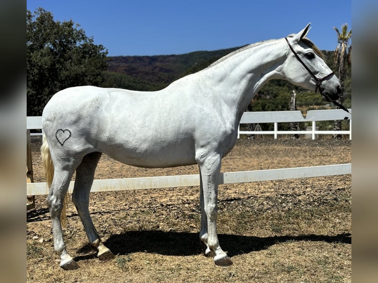 Andalusier Stute 8 Jahre 164 cm Schimmel in Sentmenat