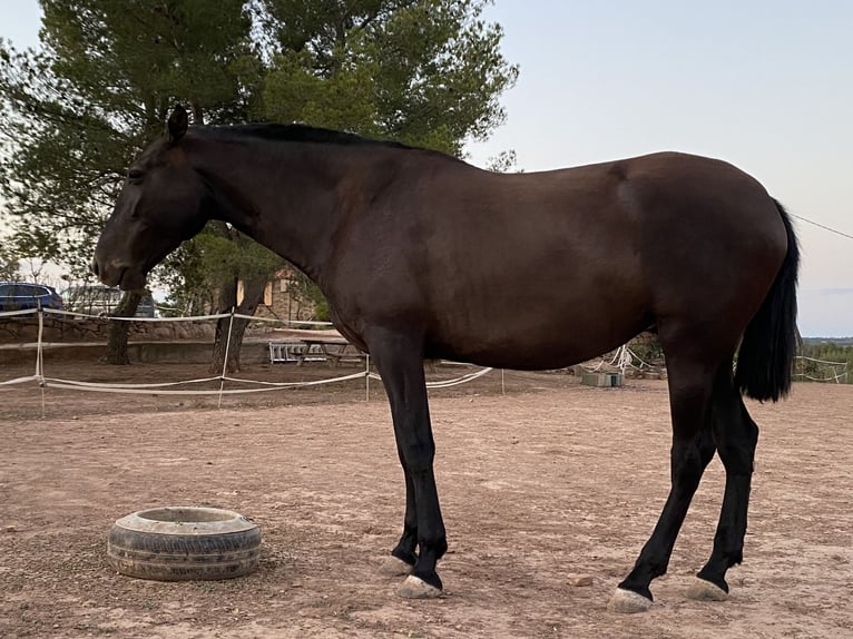 Andalusier Stute 8 Jahre 170 cm Rappe in Copons