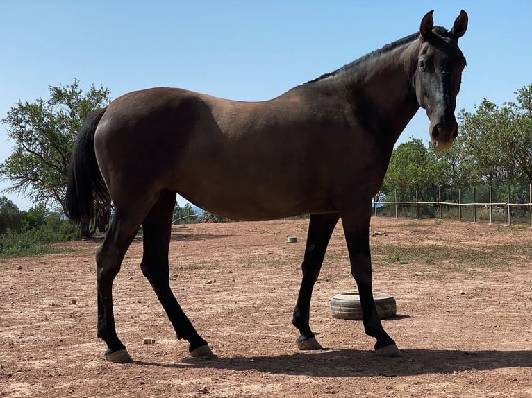 Andalusier Stute 8 Jahre 170 cm Rappe in Copons