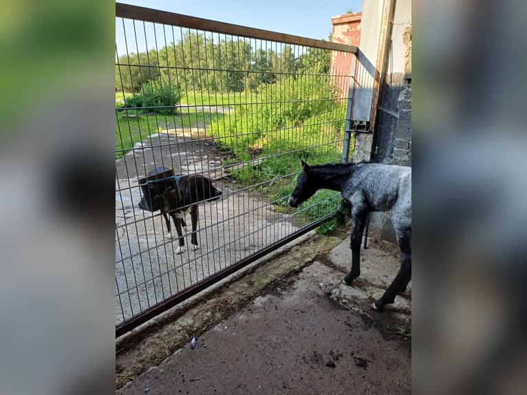Andalusier Mix Stute 9 Jahre 150 cm Schimmel in Neustadt an der Orla