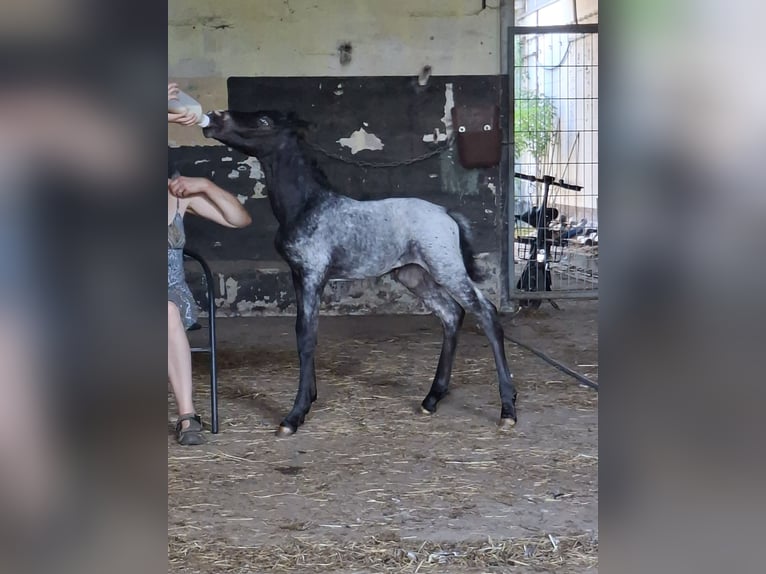 Andalusier Mix Stute 9 Jahre 150 cm Schimmel in Neustadt an der Orla