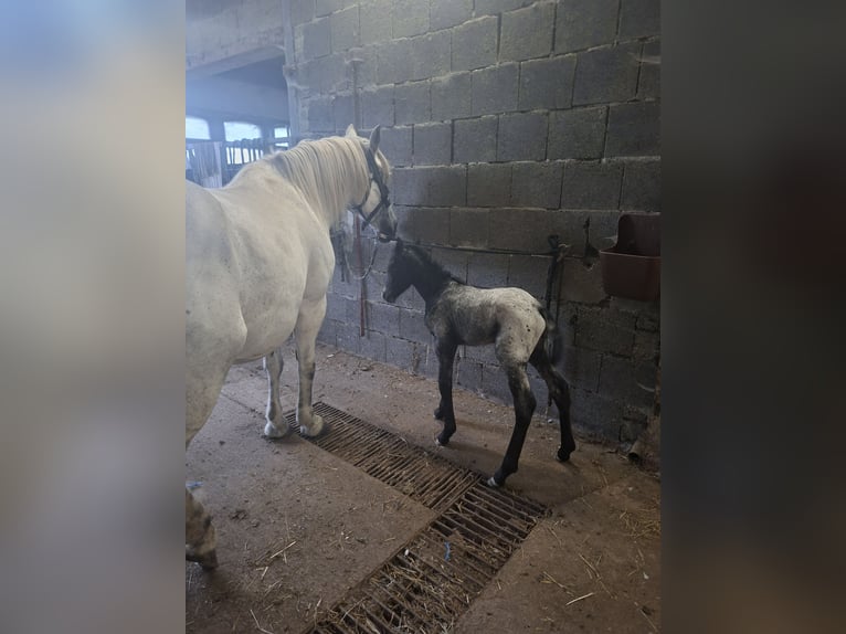 Andalusier Mix Stute 9 Jahre 150 cm Schimmel in Neustadt an der Orla