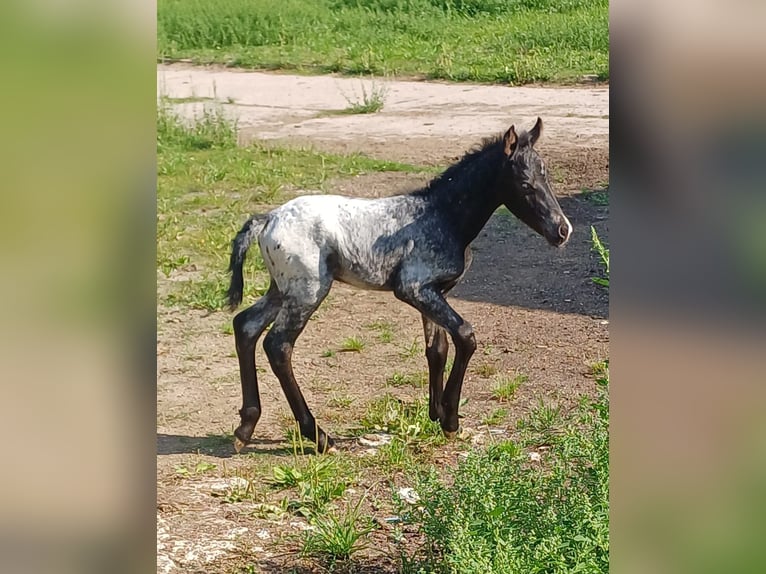 Andalusier Mix Stute 9 Jahre 150 cm Schimmel in Neustadt an der Orla