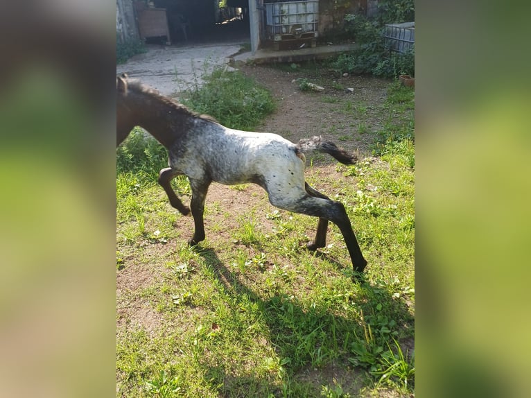 Andalusier Mix Stute 9 Jahre 150 cm Schimmel in Neustadt an der Orla