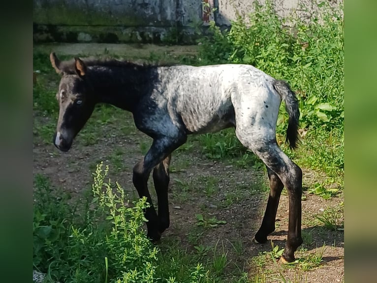 Andalusier Mix Stute 9 Jahre 150 cm Schimmel in Neustadt an der Orla