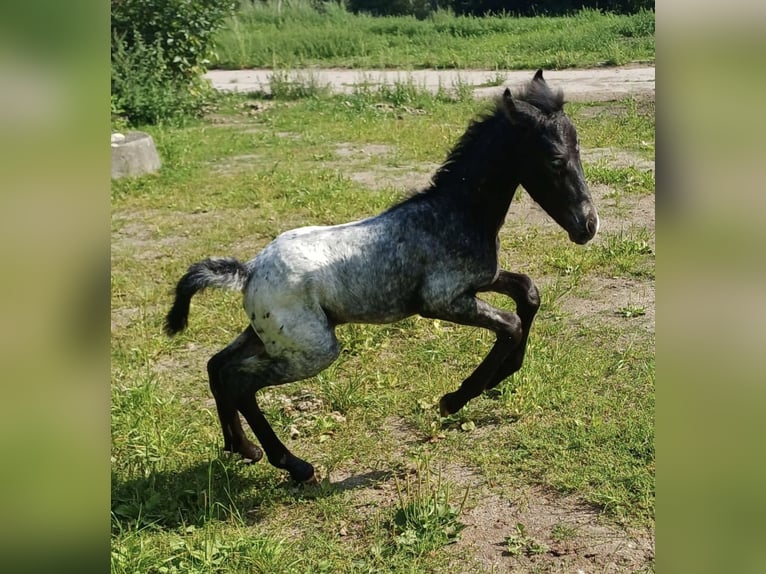 Andalusier Mix Stute 9 Jahre 150 cm Schimmel in Neustadt an der Orla