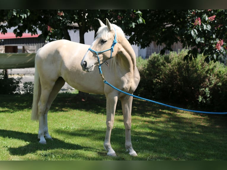 Andalusier Mix Stute 9 Jahre 152 cm Pearl in Kammeltal