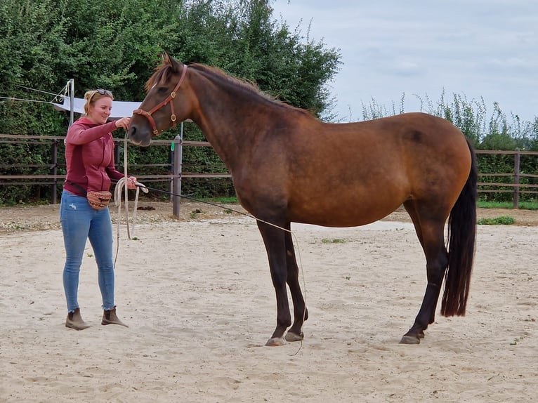 Andalusier Stute 9 Jahre 153 cm Dunkelbrauner in Maastricht