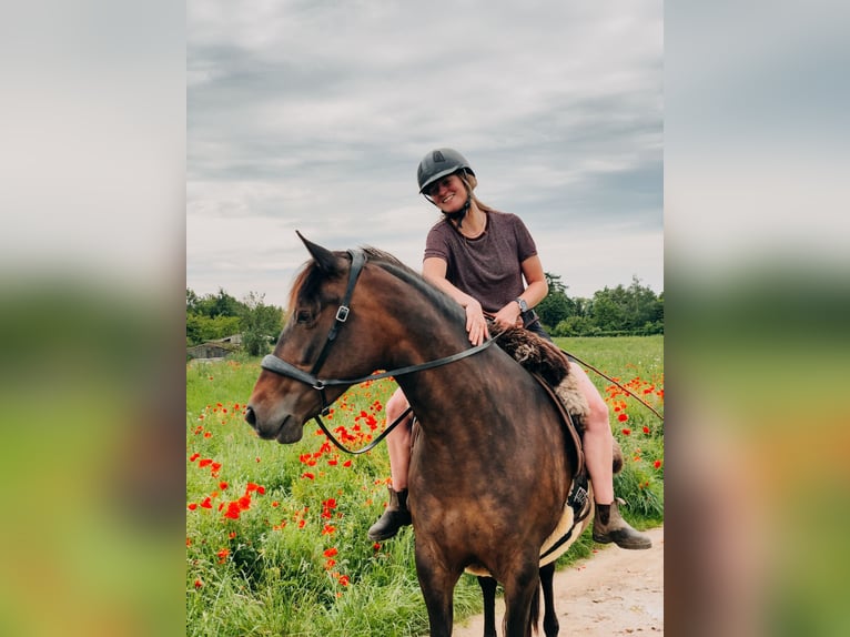 Andalusier Stute 9 Jahre 153 cm Dunkelbrauner in Maastricht