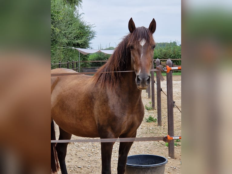Andalusier Stute 9 Jahre 153 cm Dunkelbrauner in Maastricht