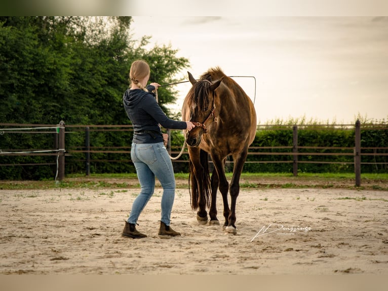 Andalusier Stute 9 Jahre 153 cm Dunkelbrauner in Maastricht