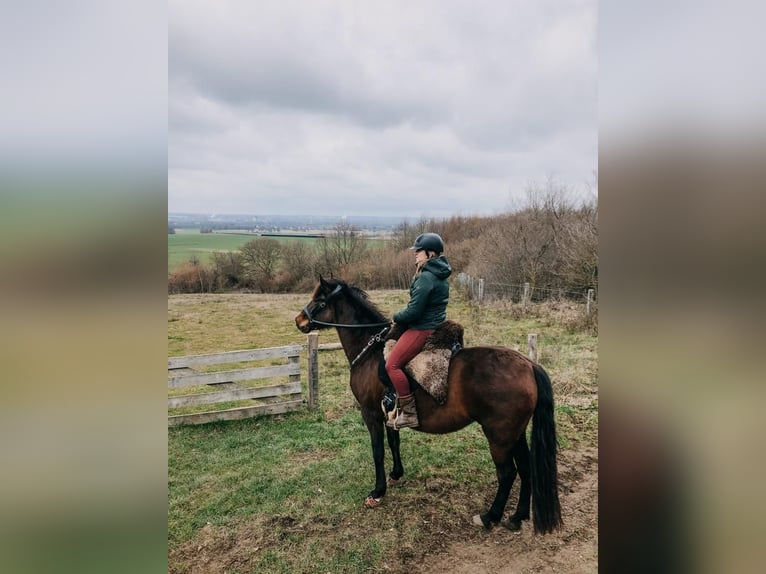 Andalusier Stute 9 Jahre 153 cm Dunkelbrauner in Maastricht