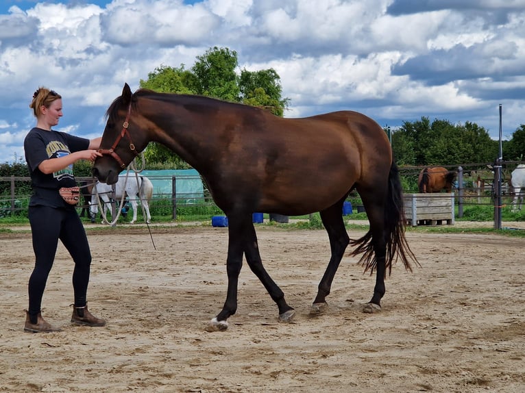 Andalusier Stute 9 Jahre 153 cm Dunkelbrauner in Maastricht