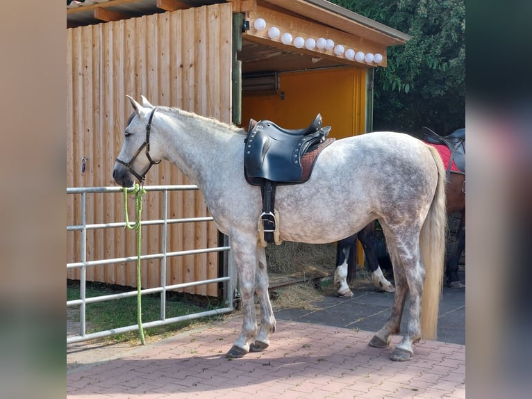 Andalusier Stute 9 Jahre 153 cm Fliegenschimmel in V&#xF6;hl