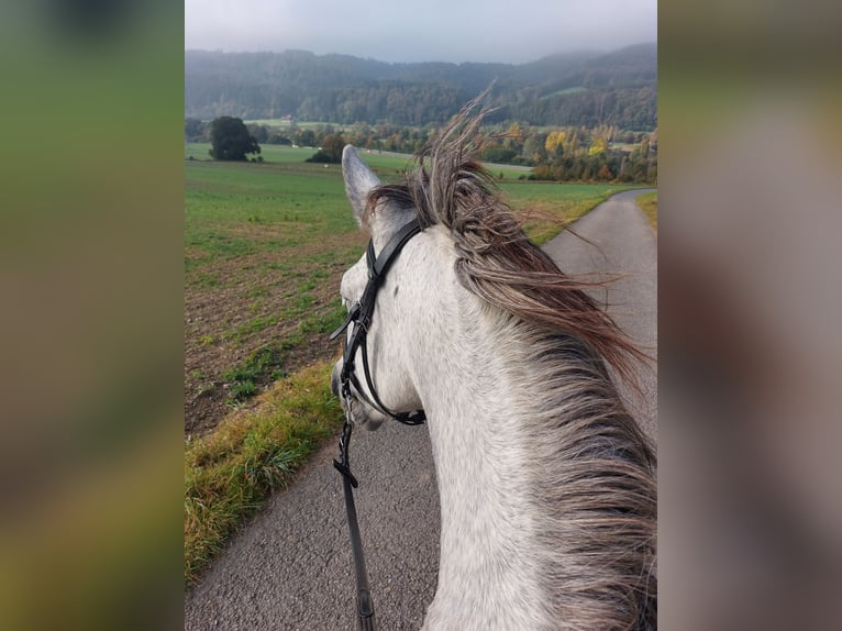 Andalusier Stute 9 Jahre 153 cm Fliegenschimmel in V&#xF6;hl