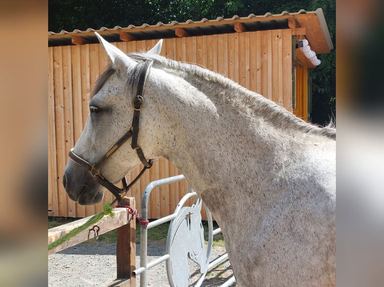 Andalusier Stute 9 Jahre 153 cm Fliegenschimmel in V&#xF6;hl