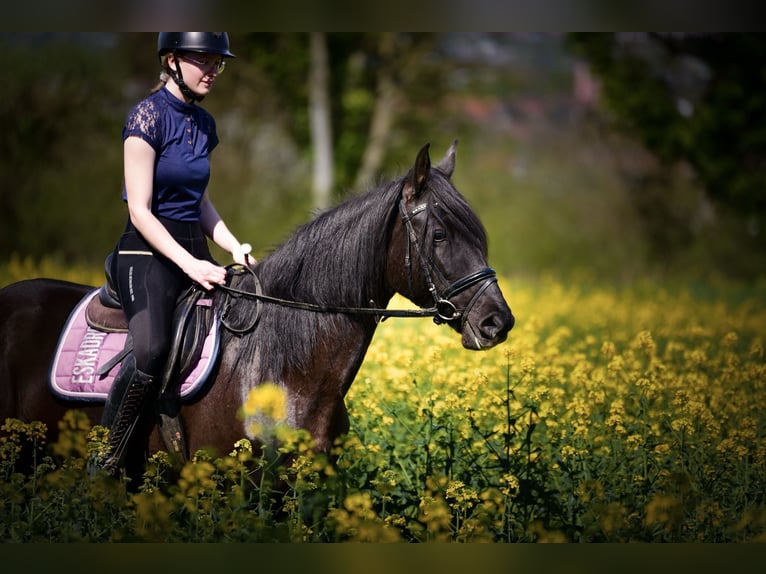 Andalusier Stute 9 Jahre 154 cm Rappe in Bruchsal