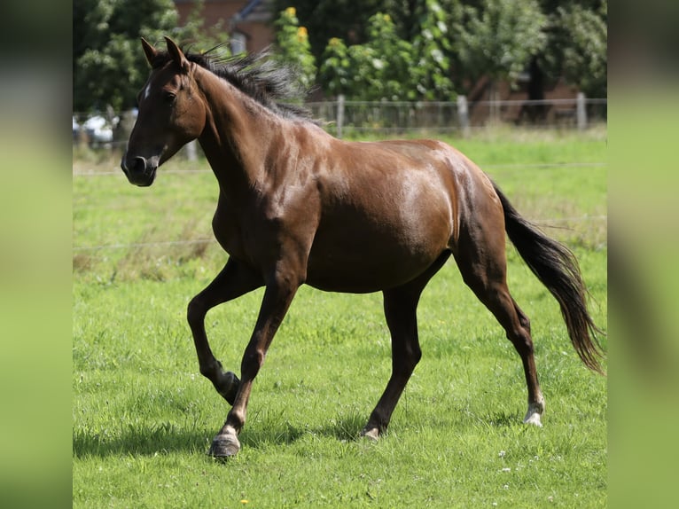 Andalusier Stute 9 Jahre 155 cm Brauner in Berlin