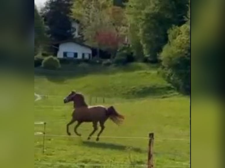 Andalusier Mix Stute 9 Jahre 158 cm Fuchs in Altmünster