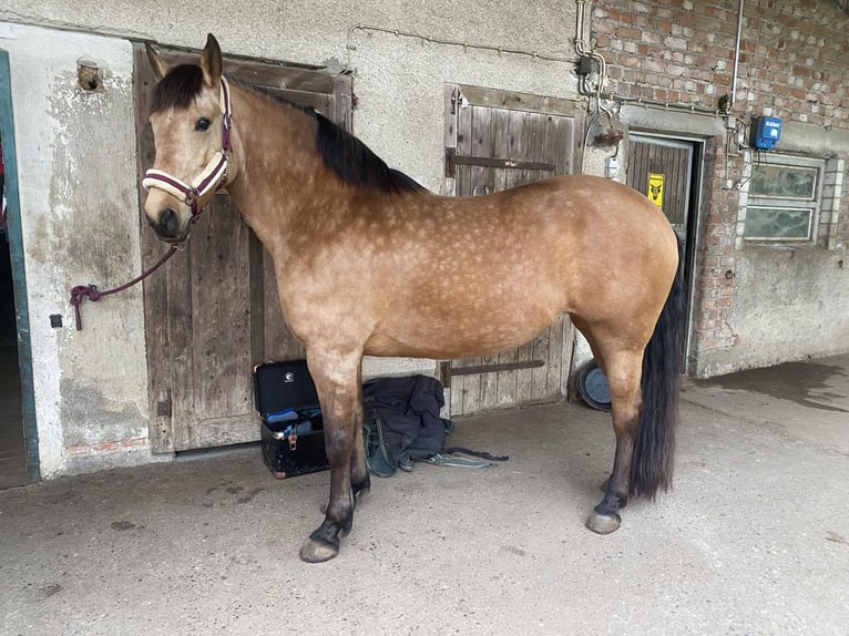 Andalusier Stute 9 Jahre 160 cm Buckskin in Buchenbach
