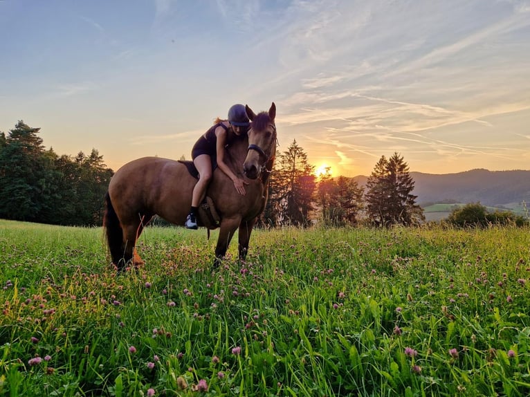 Andalusier Stute 9 Jahre 160 cm Buckskin in Buchenbach