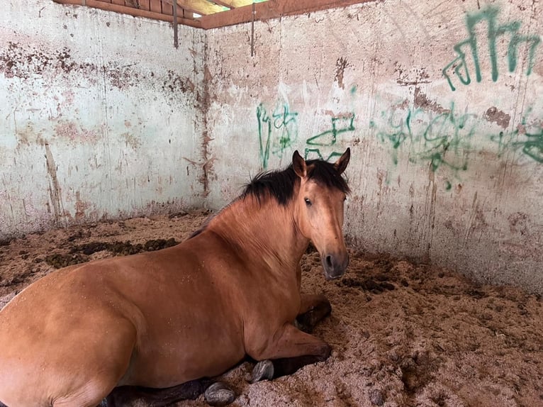Andalusier Stute 9 Jahre 160 cm Buckskin in Buchenbach