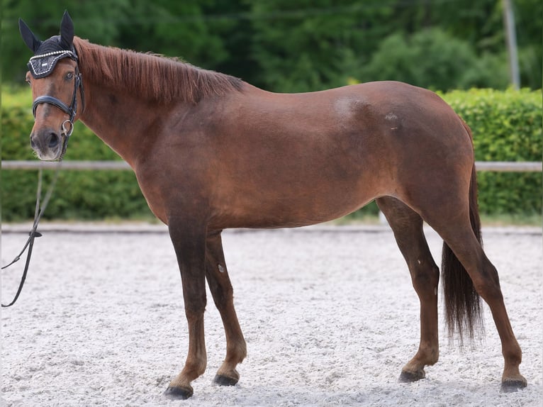 Andalusier Stute 9 Jahre 162 cm Dunkelfuchs in Neustadt (Wied)