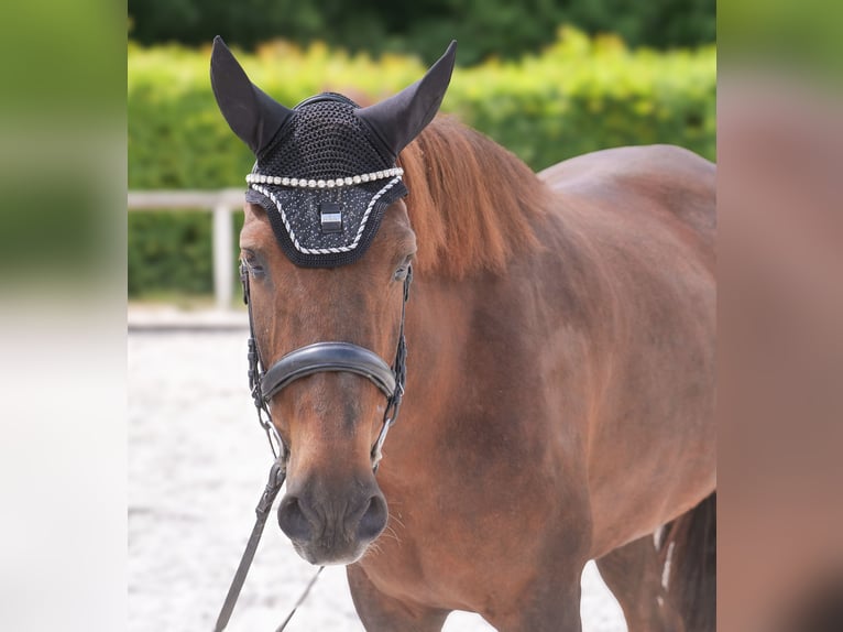 Andalusier Stute 9 Jahre 162 cm Dunkelfuchs in Neustadt (Wied)