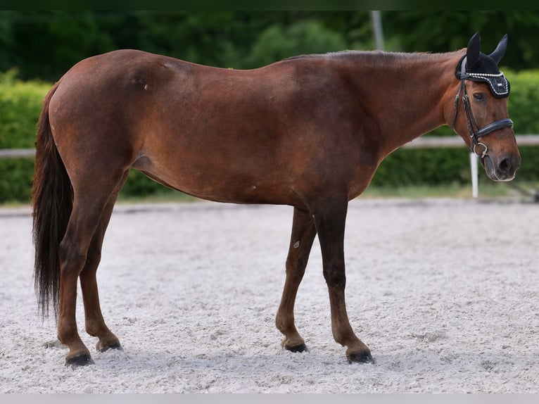 Andalusier Stute 9 Jahre 162 cm Dunkelfuchs in Neustadt (Wied)