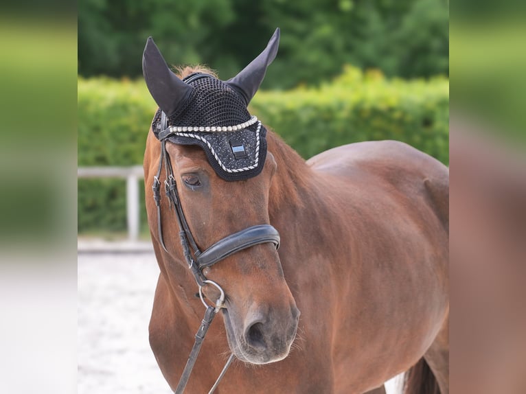Andalusier Stute 9 Jahre 162 cm Dunkelfuchs in Neustadt (Wied)