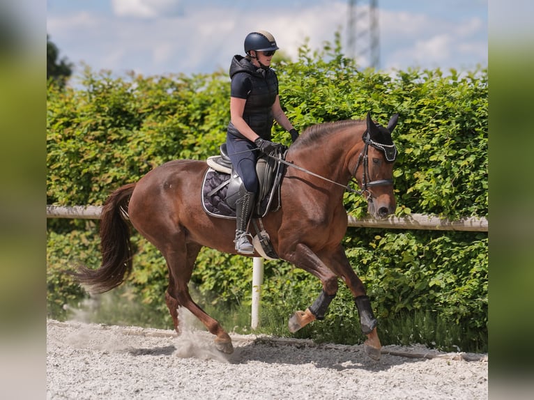Andalusier Stute 9 Jahre 162 cm Dunkelfuchs in Neustadt (Wied)
