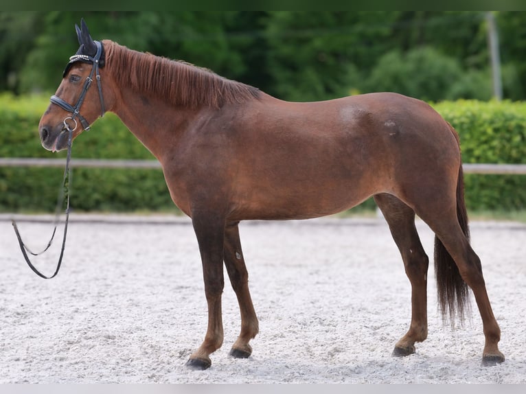Andalusier Stute 9 Jahre 162 cm Dunkelfuchs in Neustadt (Wied)