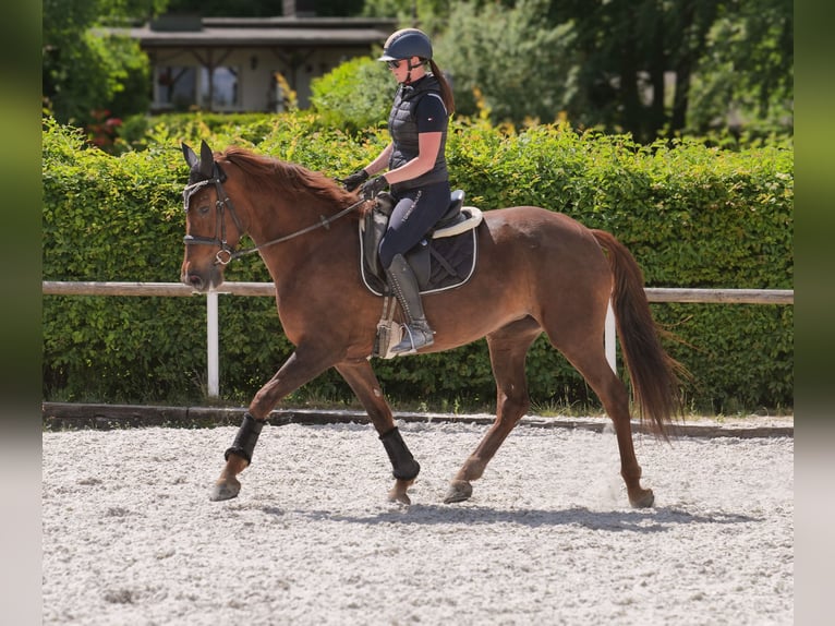 Andalusier Stute 9 Jahre 162 cm Dunkelfuchs in Neustadt (Wied)