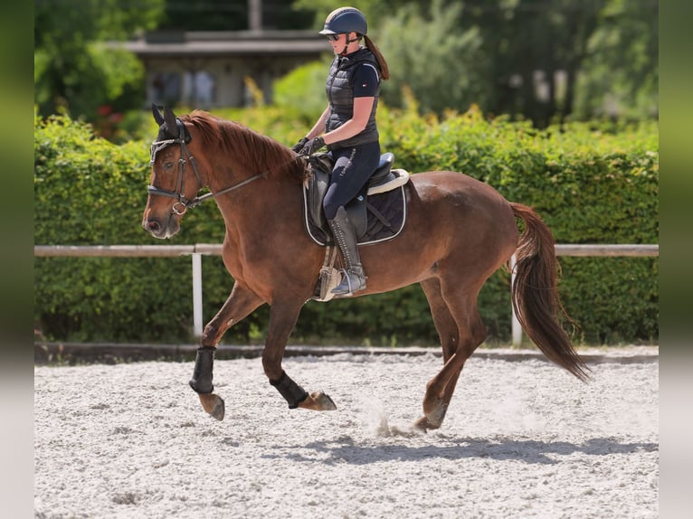Andalusier Stute 9 Jahre 162 cm Dunkelfuchs in Neustadt (Wied)