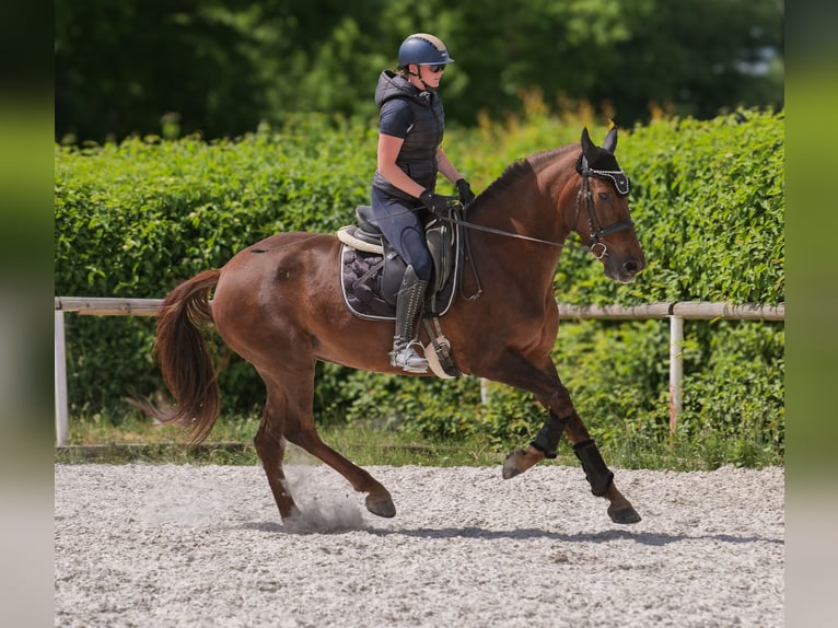 Andalusier Stute 9 Jahre 162 cm Dunkelfuchs in Neustadt (Wied)