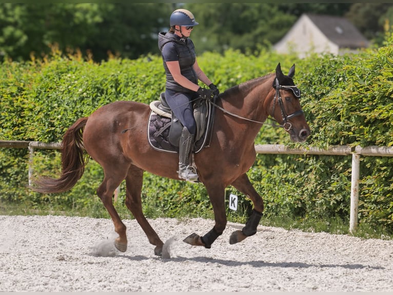 Andalusier Stute 9 Jahre 162 cm Dunkelfuchs in Neustadt (Wied)
