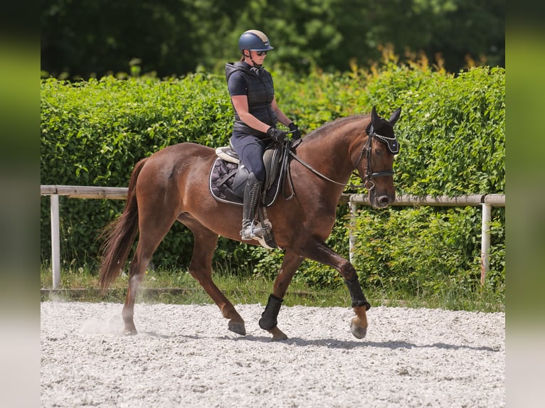 Andalusier Stute 9 Jahre 162 cm Dunkelfuchs in Neustadt (Wied)