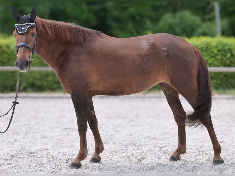 Andalusier Stute 9 Jahre 162 cm Dunkelfuchs in Neustadt (Wied)