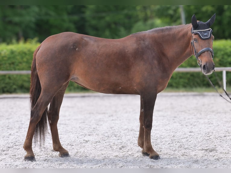 Andalusier Stute 9 Jahre 162 cm Dunkelfuchs in Neustadt (Wied)