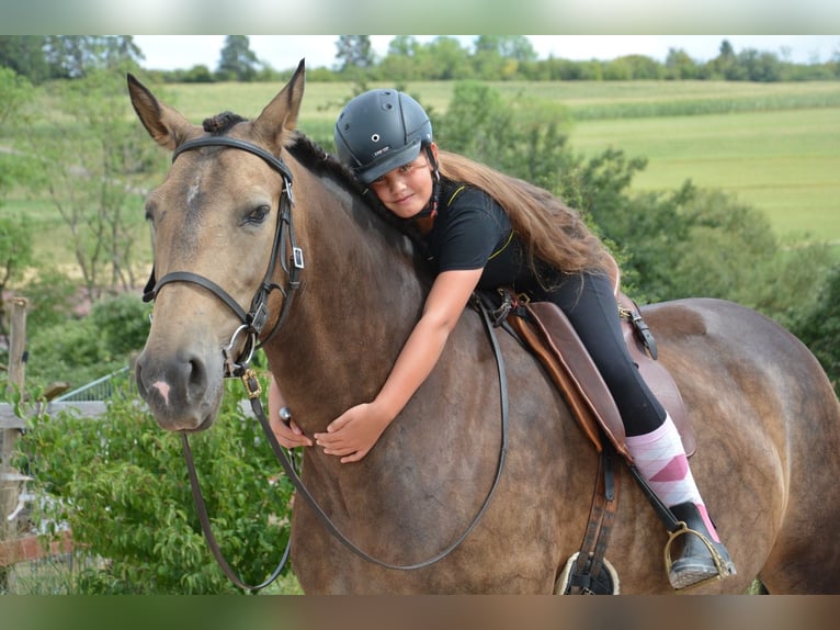 Andalusier Stute 9 Jahre 163 cm Falbe in Bonndorf im Schwarzwald