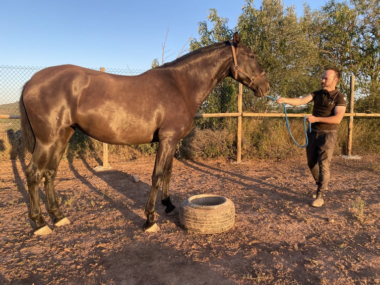 Andalusier Stute 9 Jahre 170 cm Rappe in Copons