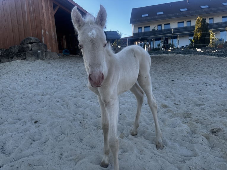 Andalusier Stute Fohlen (04/2026) 160 cm Perlino in Gößweinstein