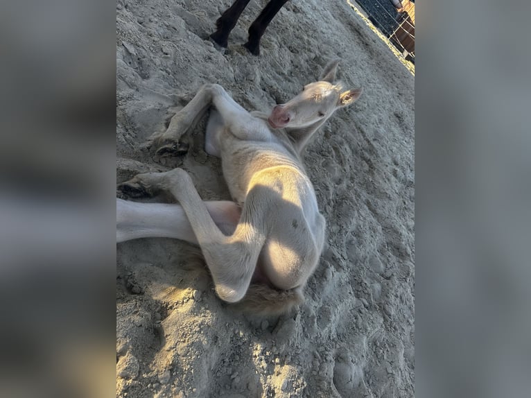 Andalusier Stute Fohlen (04/2026) 160 cm Perlino in Gößweinstein