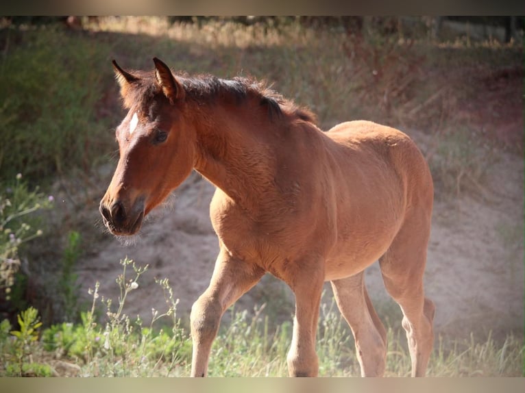 Andalusier Mix Stute Fohlen (03/2026) 165 cm Brauner in Valencia