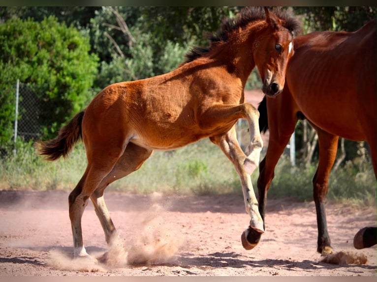 Andalusier Mix Stute Fohlen (03/2026) 165 cm Brauner in Valencia