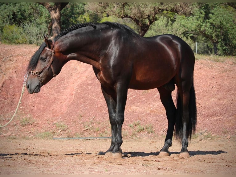 Andalusier Mix Stute Fohlen (03/2026) 165 cm Brauner in Valencia